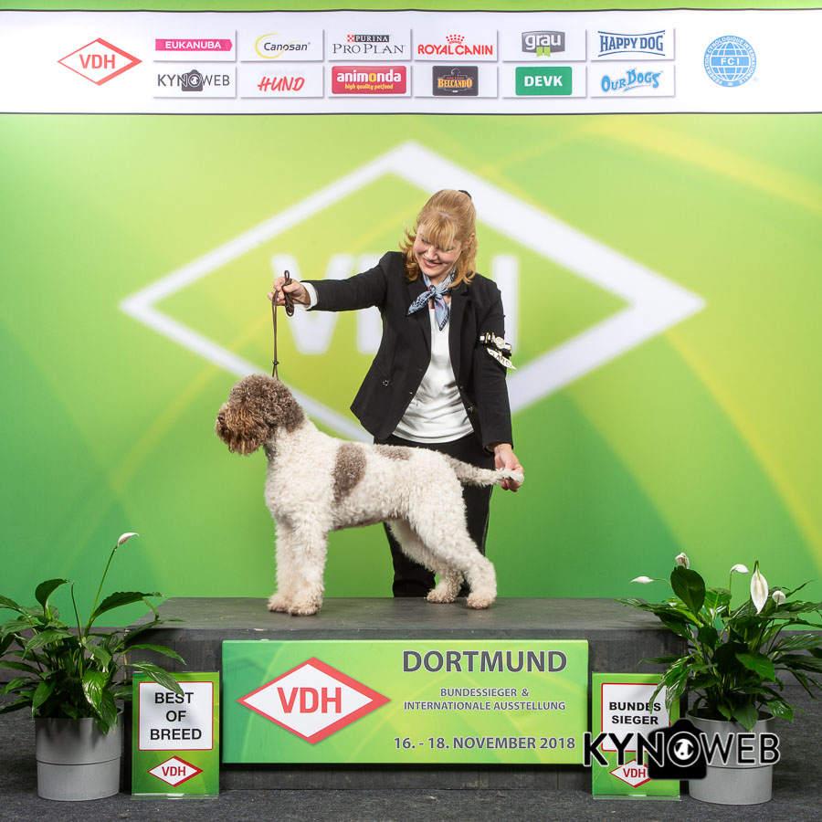 Dogcellent Champion im Ausstellungsring